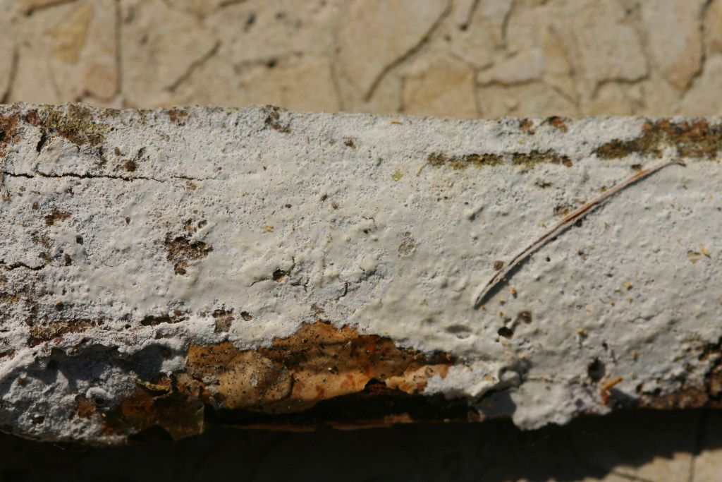 da determinare (Phanerochaete sordida)